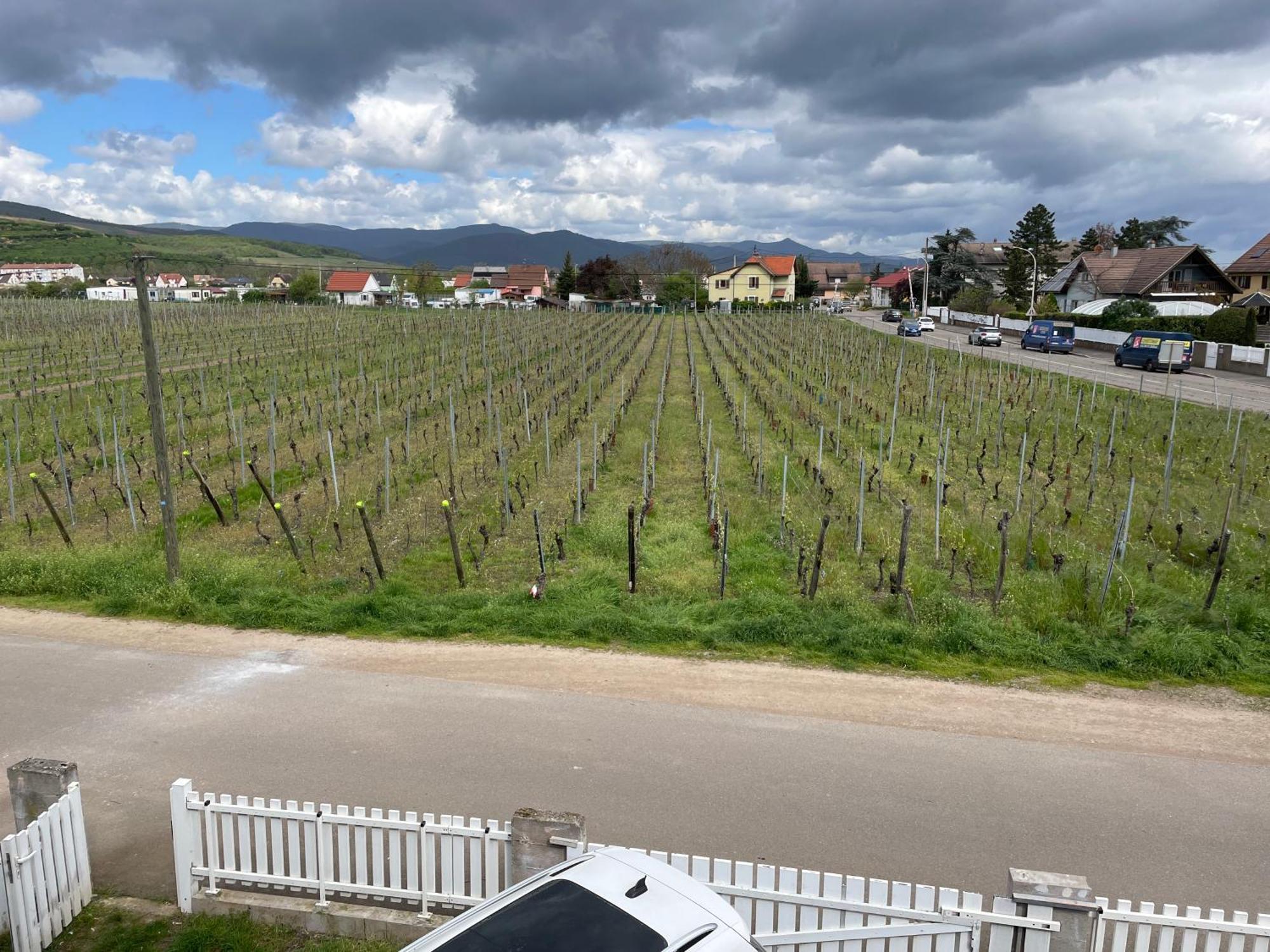 Au Petit Logelbach Daire Wintzenheim Dış mekan fotoğraf